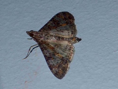 Dysallacta negatalis